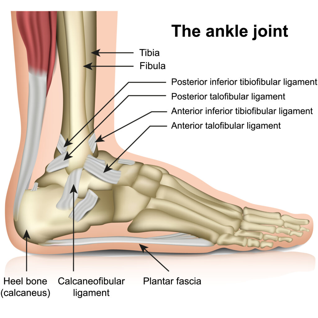 Anatomia entorse tornozelo