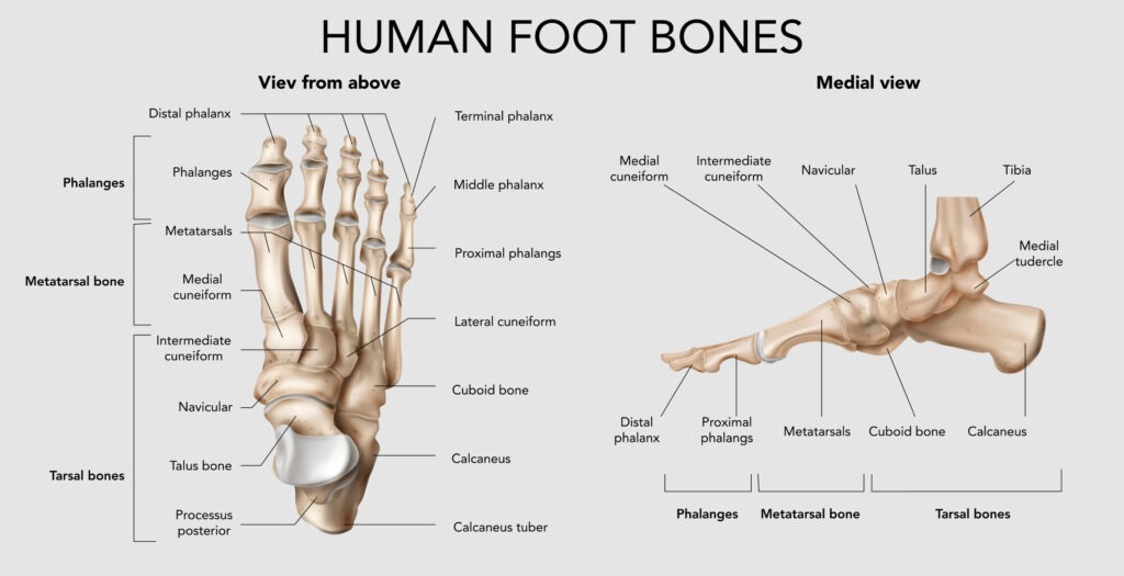 Anatomia ossea do pé